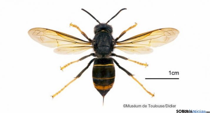 El insecto no avanza en la Comunidad como en otros territorios.