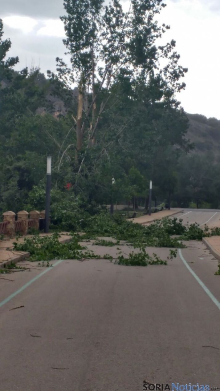Arbol caído en San Prudencio. 
