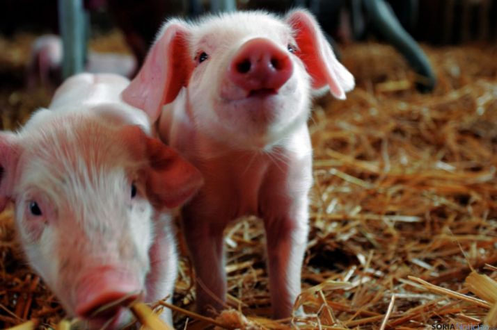 Lechones en una explotación porcina./SN