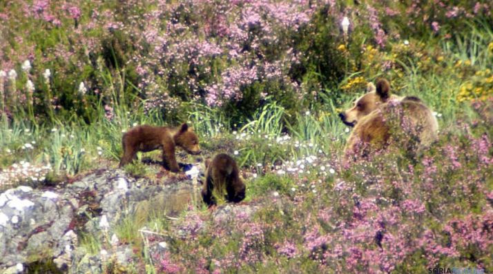 Una osa y sus crías en la vertiente castellano-leonesa.