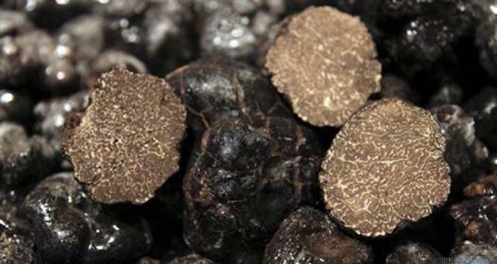 Ejemplares de trufa negra recogida en Soria./SN