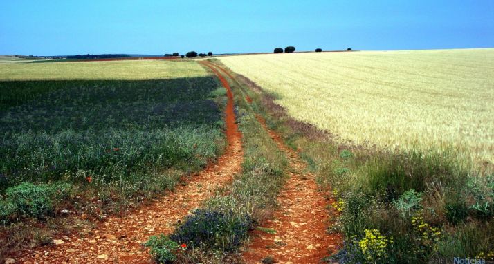 Un camino rural en la provincia./SN