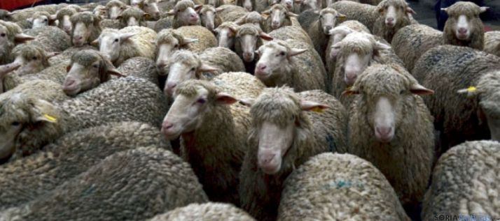 Cabezas de merino de una explotación soriana. / SN