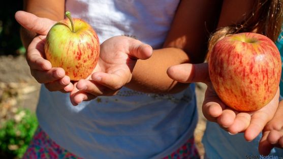Se pretende promover los productos de temporada ecológicos.