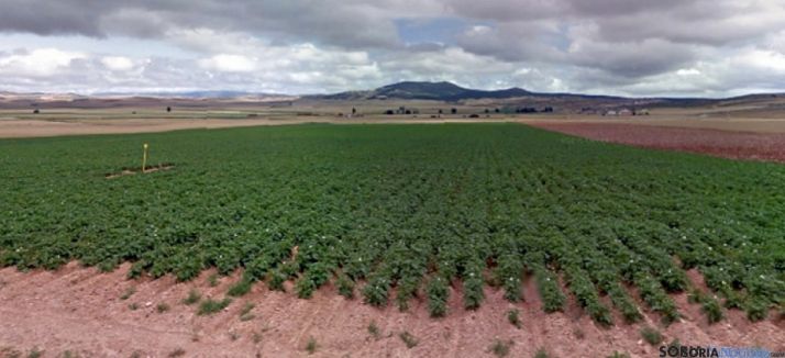 Un campo de patatas entre Matalebreras y Añavieja. / SN