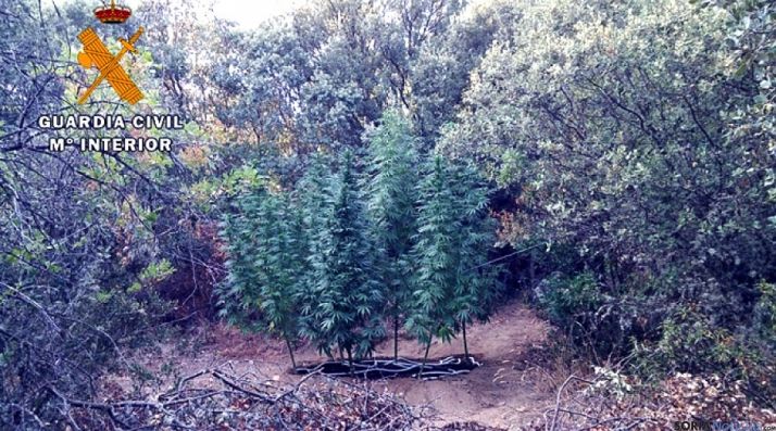 Las plantas incautadas por la Guardia Civil.