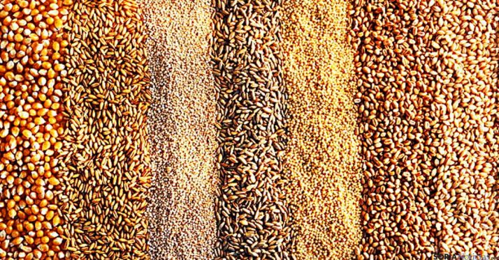 Varios tipos de semillas. / SN