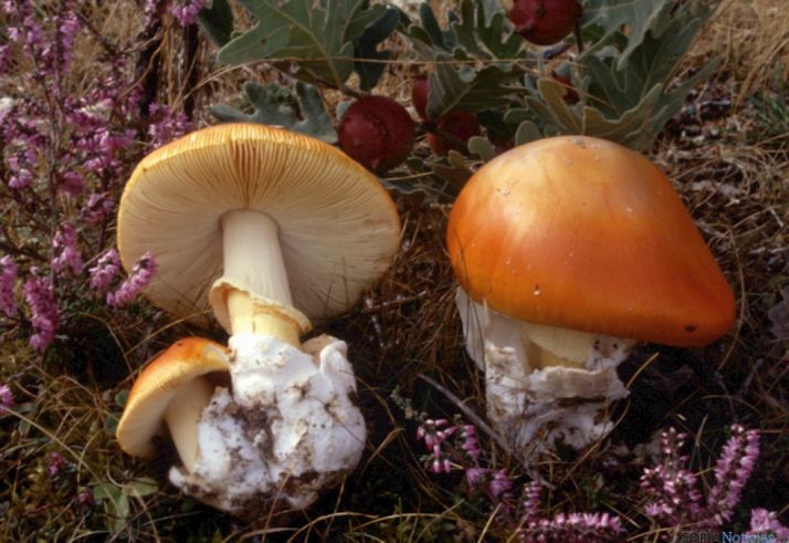 Amanita caesarea, seta que prolifera en verano. /F.M.P.