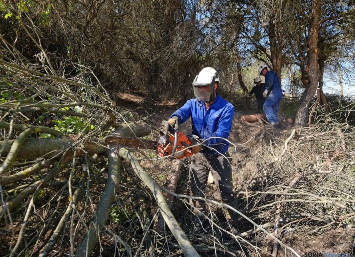 Trabajos selvícolas de una cuadrilla. /Junta