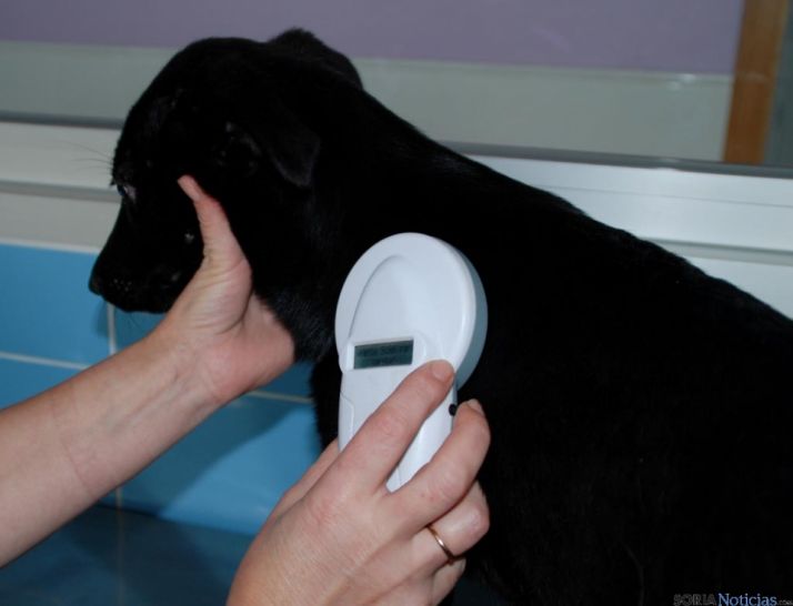 Comprobando el microchip de un perro