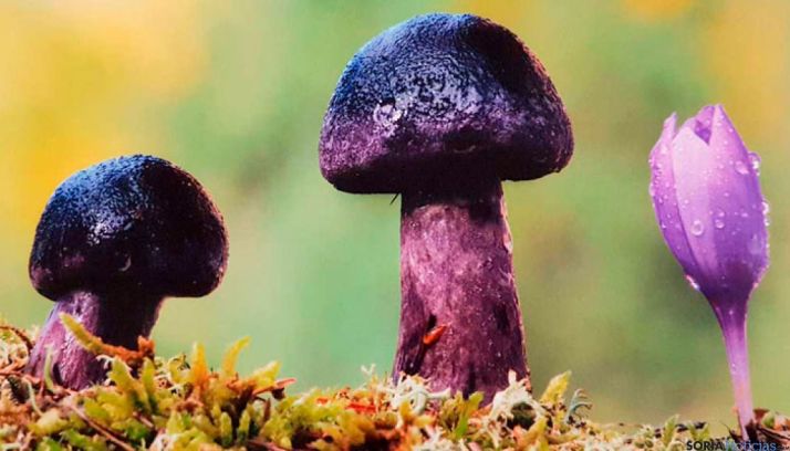 Exposición de OnPhoto Soria Las setas en el Centro Comercial Abierto.