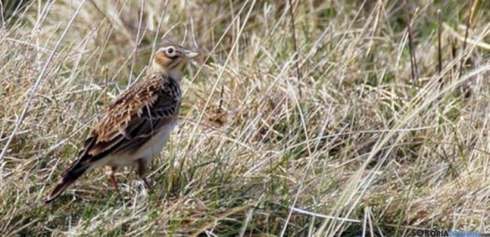 Una alondra en el páramo de Barahona. 
