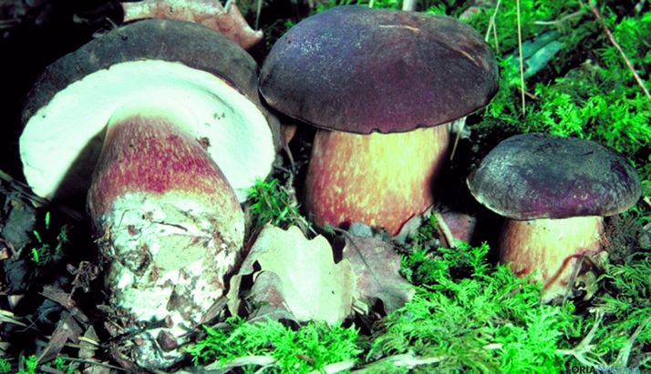 Ejemplares de boletus aereus en un bosque de la provincia. / SN