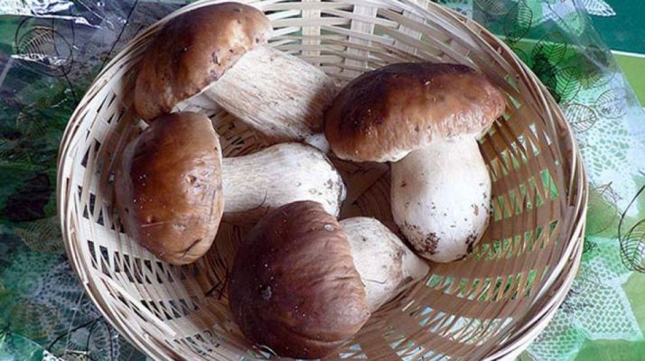 Boletus recogidos en Soria. / SN
