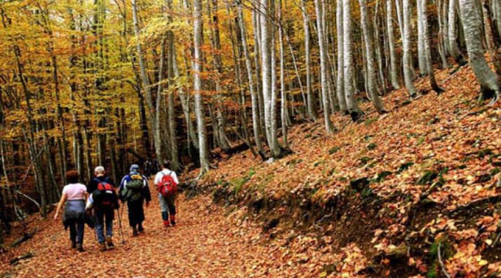 Un hayedo en otoño./JM Reyero