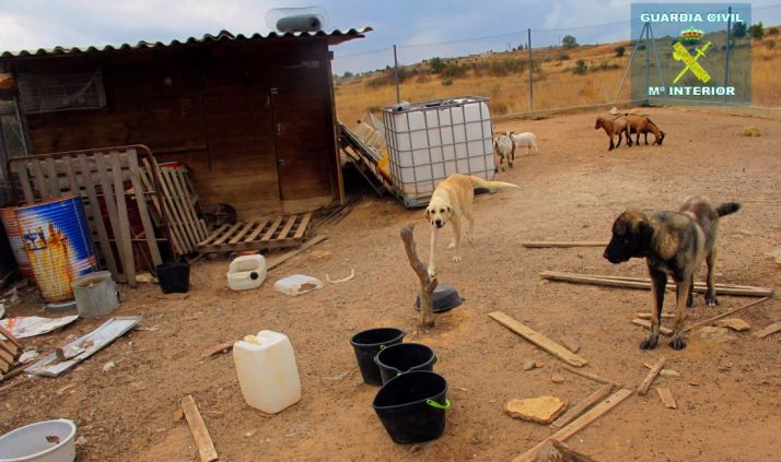 Dos de los animales afectados. / SEPRONA