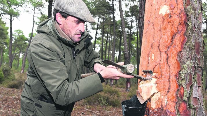 Un resinero faenando en un pinar de Almazán. / SN