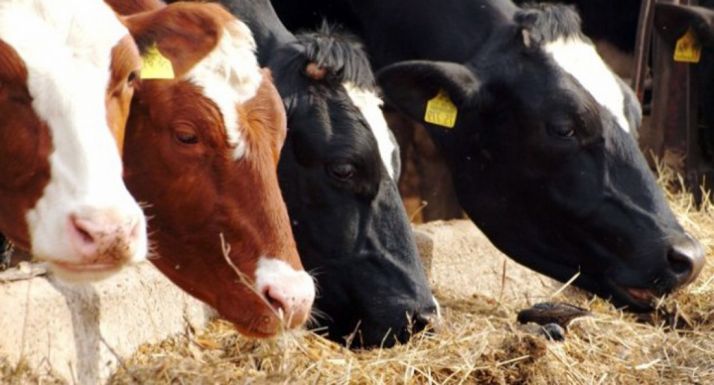 Cabezas de vacuno de leche. / SN