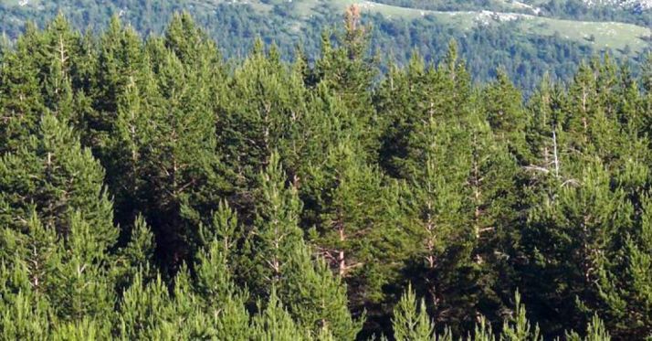 Superficie boscosa en Pinares. /SN