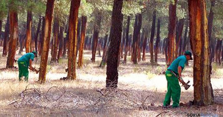 Dos resineros en un monte de la provincia./SN