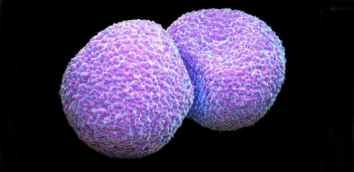 Imagen del Streptococcus pneumoniae. 