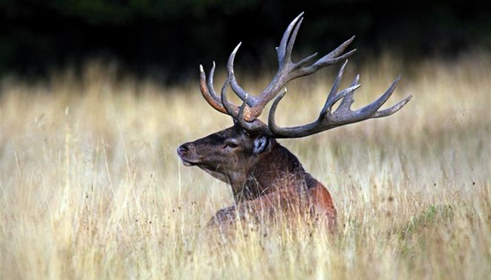 Un ciervo este verano en la provincia./SN