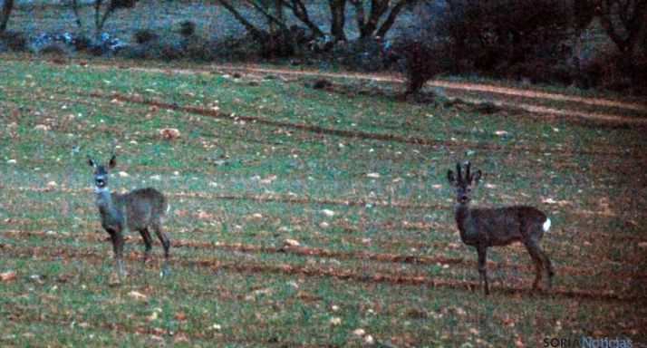 Dos corzos en un monte de la provincia. /SN