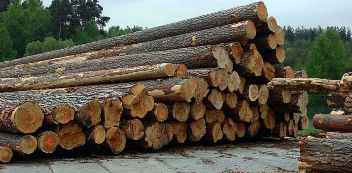 Troncos de pinos talados en Pinares. / SN