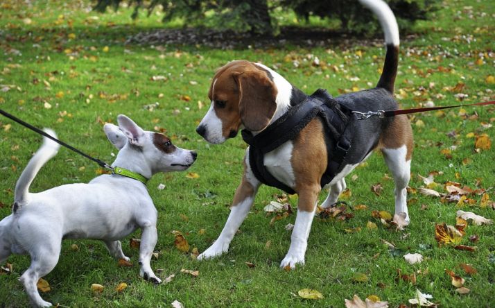 Dos perros juegan en un parque./SN