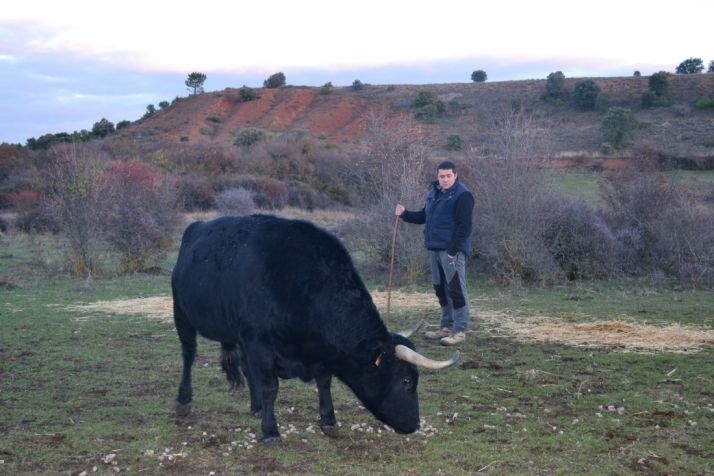 Varias reses de la ganadería soriana.