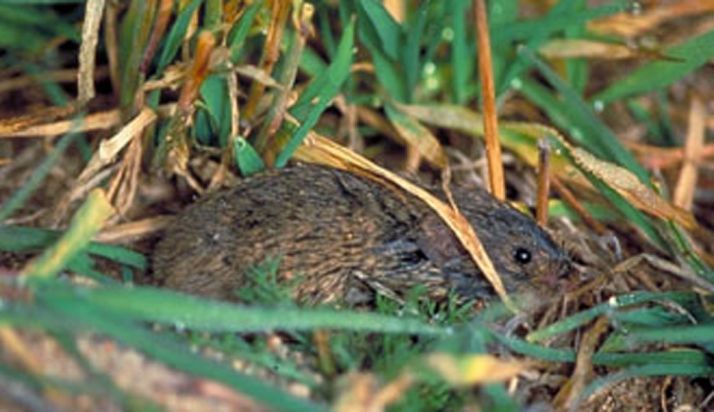 Un topillo en un campo soriano./SN
