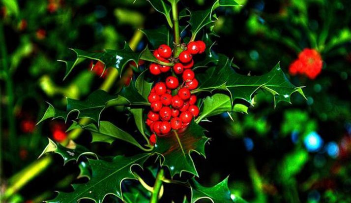 Un brote de acebo en un monte soriano. /SN 