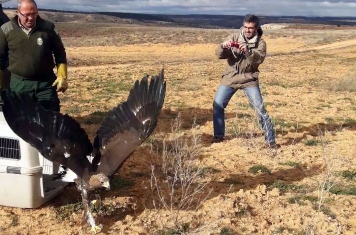 La rapaz en su puesta en libertad./Jta.