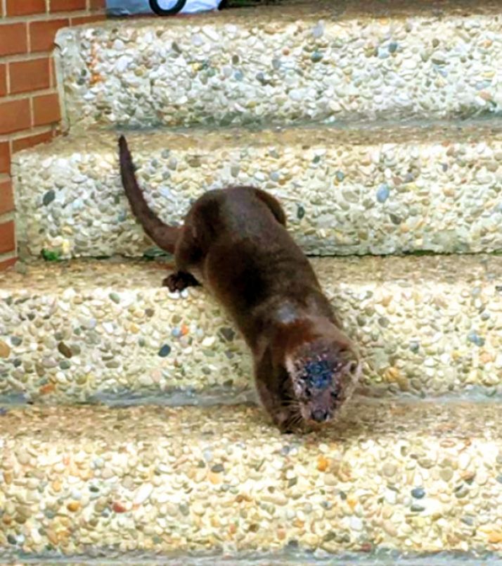 El animal visto en Los Pajaritos.