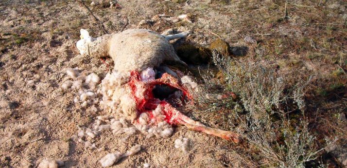 Una de las reses muertas al parecer por los ataques./UCCL