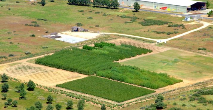 Parcelas experimentales del Céder en Lubia. 