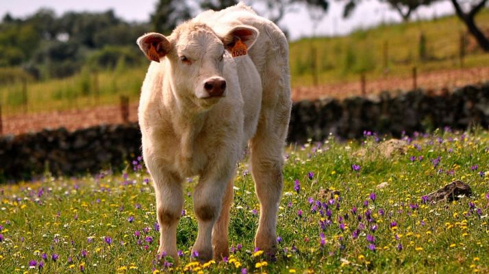 La Alianza exige también sentido común a las administraciones oficiales. /SN