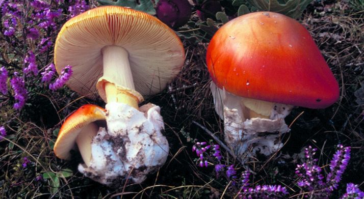 Ejemplares de amanita cesárea en un bosque soriano. /SN