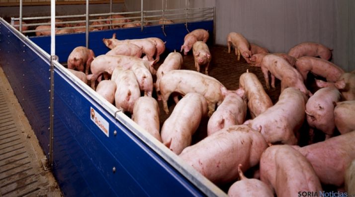 Granja porcina.
