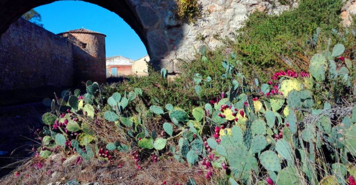 Chumberas en flor este enero en Almenar.