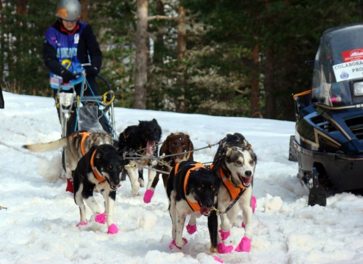 Sara Armendariz con sus perros este jueves.