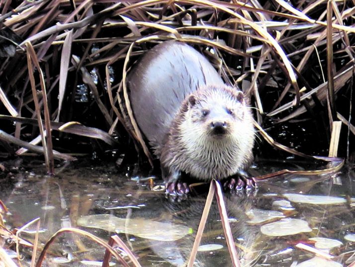 La nutria, por Cristina Gomez