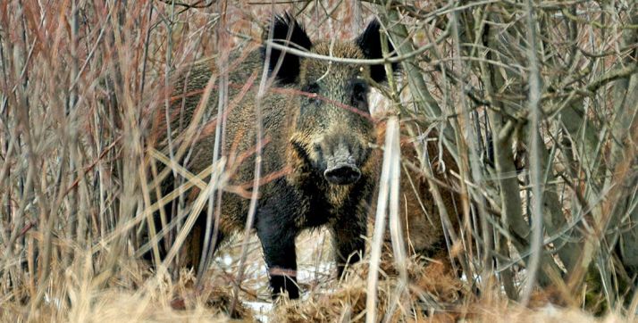 Un jabalí en la espesura de un bosque de la provincia. /SN