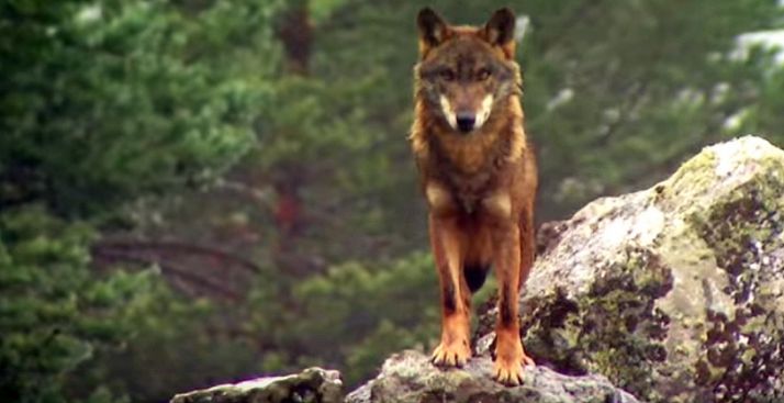 Un lobo en un monte de Castilla y León. 