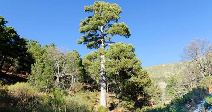 El ejemplar de conífera candidato al título anual. /Jta.