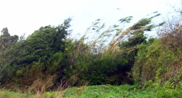 Siguen las fuertes rachas en la provincia./SN