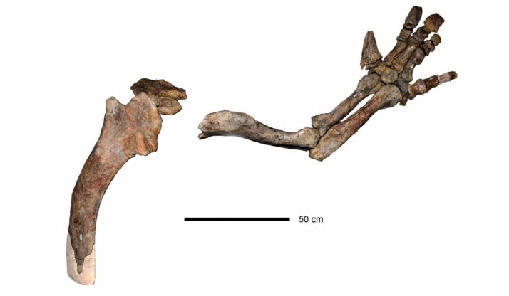 Una imagen de la extremidad superior y la mano del dinosaurio. / VG_MM