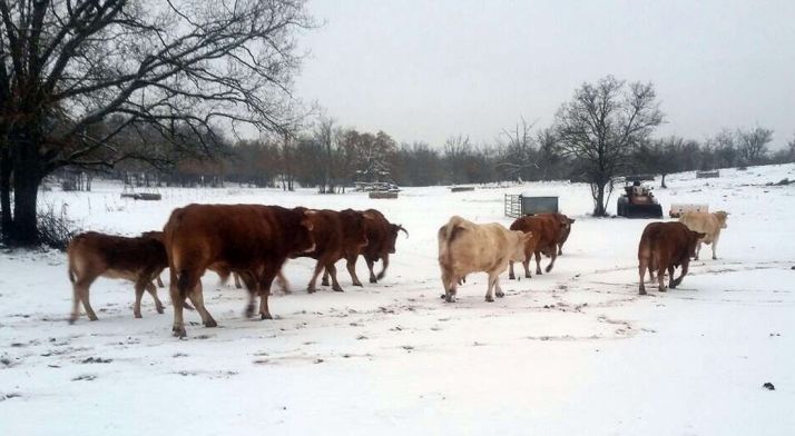 Imagen de Valonsadero tras la última nevada. /SN