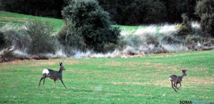 Dos corzos en un monte de la provincia. /SN