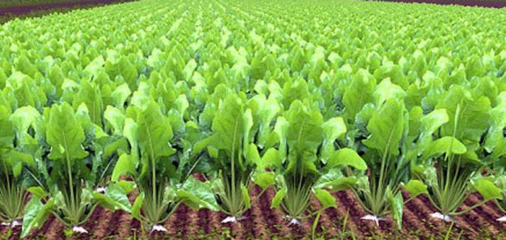 Un cultivo de remolacha. /SN